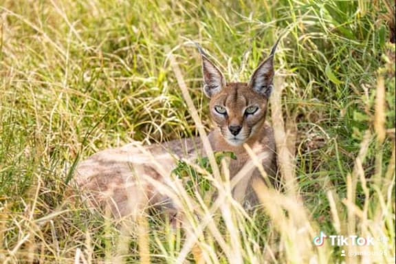 Antelope hiding in green grass